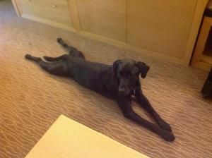 Lucky will be heading home with the same grace and poise with which he made the journey north. Here, he demonstrates his "glad to be done driving for the day" frog leg pose.