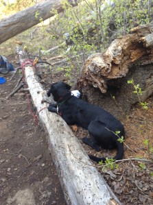 The world's cutest Labrador can't understand why we don't want to stay on the ground with him.