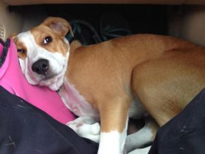 Bodhi, with the best seat in the house, er, car. 