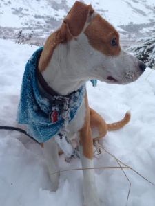Bodhi enjoys a snowy walk in his solstice finery.